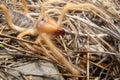 Camel spider. Close Up camel spider. also known as windscorpion, Solifugae or sun spider. wind scorpion, insect, insects, bugs, bu Royalty Free Stock Photo