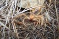 Camel spider. Close Up camel spider. also known as windscorpion, Solifugae or sun spider. wind scorpion, insect, insects, bugs, bu Royalty Free Stock Photo