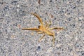 Camel spider closeup , Solifugae Royalty Free Stock Photo