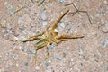 Camel spider closeup , Solifugae Royalty Free Stock Photo