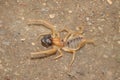 Camel spider eating its prey.  Close up camel spider, windscorpion, Solifugae or sun spider, wind scorpion. insect, insects, bugs, Royalty Free Stock Photo