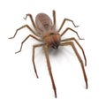 Camel Spider Isolated on White Background 3D Illustration Royalty Free Stock Photo