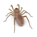 Camel Spider Isolated on White Background 3D Illustration Royalty Free Stock Photo