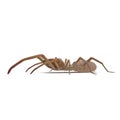 Camel Spider Isolated on White Background 3D Illustration Royalty Free Stock Photo