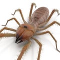 Camel Spider Isolated on White Background 3D Illustration Royalty Free Stock Photo