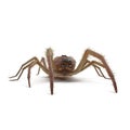 Camel Spider Isolated on White Background 3D Illustration Royalty Free Stock Photo