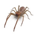 Camel Spider Isolated on White Background 3D Illustration Royalty Free Stock Photo