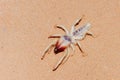 Camel Spider in the UAE Desert Royalty Free Stock Photo