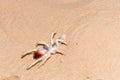 Camel Spider in the UAE Desert Royalty Free Stock Photo