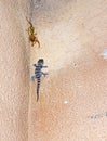 Camel spider vs lizard on wall Royalty Free Stock Photo