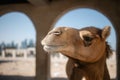 Camel in stables