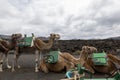 Camel Stall. Camels Safari Lanzarote. Dromedaries in the Echadero de los Camellos, in Lanzarote Island