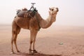 Camel standing in sand storm Royalty Free Stock Photo