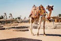 Camel standing to his full height, using for tourist trips to Hurghada, Egypt