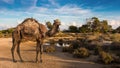 A camel is standing at a water point with some green.