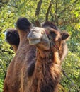 a camel stands against the blue sky in the park Royalty Free Stock Photo