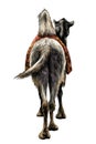 The camel stands with a Cape on the back of the rear view on