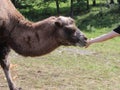 A camel stands in a clearing in the zoo. A large woolly animal with two humps, it is hand-fed.