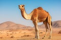 A camel stands in the desert