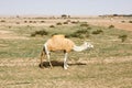 A camel stands on a parched meadow and eats grass, Saudi Arabia.