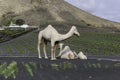 Camel Statues on a roundabout in Yaiza/Uga, Lanzarote Royalty Free Stock Photo