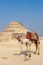 Camel and the step pyramid of Djoser in Saqqara Royalty Free Stock Photo