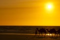 Camel Sunset - Cable Beach - Broome - Australia