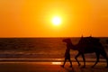 Camel Sunset - Cable Beach - Broome - Australia