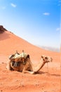 Camel take a rest in Wadi Rum red desert Royalty Free Stock Photo