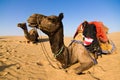 Camel in Thar desert Royalty Free Stock Photo