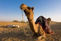 Camel in Thar desert Royalty Free Stock Photo