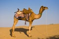 Camel in Thar desert