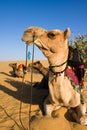 Camel in Thar desert Royalty Free Stock Photo