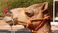Camel in the Thar Desert, India