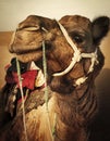 Camel in the Thar Desert Royalty Free Stock Photo