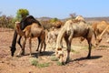 Camel Thar desert, Rajasthan, India. Camels, Camelus dromedarius Royalty Free Stock Photo