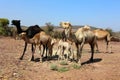 Camel Thar desert, Rajasthan, India. Camels, Camelus dromedarius Royalty Free Stock Photo