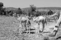 Camel Thar desert, Rajasthan, India. Camels, Camelus dromedarius Royalty Free Stock Photo