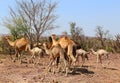 Camel Thar desert, Rajasthan, India. Camels, Camelus dromedarius Royalty Free Stock Photo