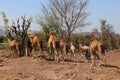 Camel Thar desert, Rajasthan, India. Camels, Camelus dromedarius Royalty Free Stock Photo