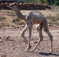 Camel Thar desert, Rajasthan, India. Camels, Camelus dromedarius Royalty Free Stock Photo