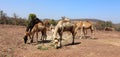 Camel Thar desert, Rajasthan, India. Camels, Camelus dromedarius Royalty Free Stock Photo