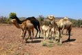 Camel Thar desert, Rajasthan, India. Camels, Camelus dromedarius Royalty Free Stock Photo