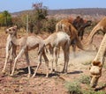 Camel Thar desert, Rajasthan, India. Camels, Camelus dromedarius Royalty Free Stock Photo