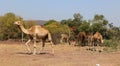 Camel Thar desert, Rajasthan, India. Camels, Camelus dromedarius Royalty Free Stock Photo