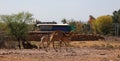 Camel Thar desert, Rajasthan, India. Camels, Camelus dromedarius Royalty Free Stock Photo