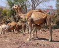 Camel Thar desert, Rajasthan, India. Camels, Camelus dromedarius Royalty Free Stock Photo