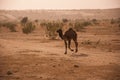 The camel in Thar Desert