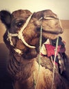 Camel in the Thar Desert Transpotation Heat Concept Royalty Free Stock Photo