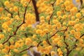 Camel Thorn Blossoms - Wild Flower Background from Africa - Golden Yellow Beauty Royalty Free Stock Photo